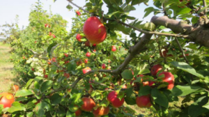 [APPEL A CANDIDAT] Une place pour se tester en arboriculture à St Amant-Tallende